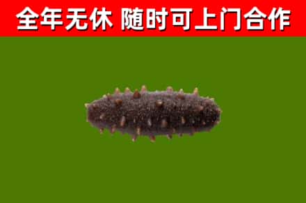 西陵区烟酒回收干海参.jpg